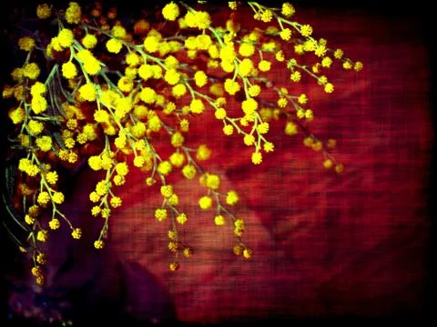 Grunge Mimosa Illustrazione stock