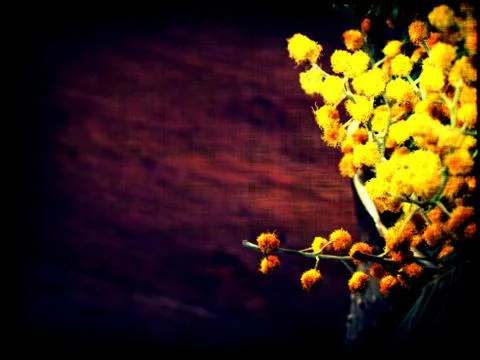 Grunge Mimosa Illustrazione stock