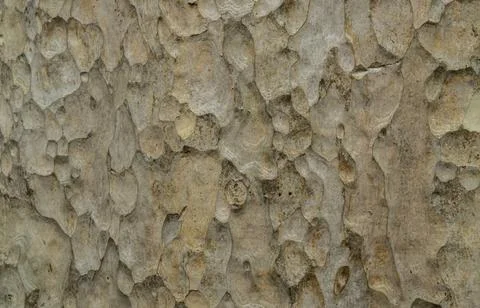 Grunge old tree bark brown wood texture. Natural forest pattern background. Stock Photos