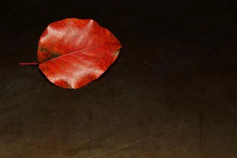 Grunge One Leaf Stock Photos
