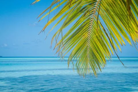 Grunge palm background Stock-Fotos