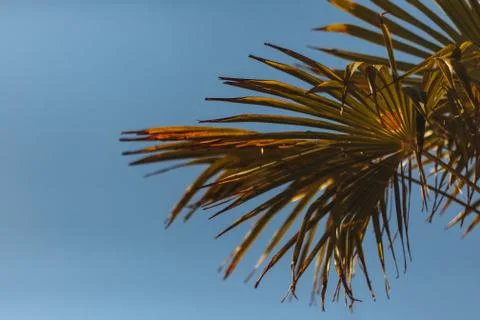 Grunge palm background. Stock Photos