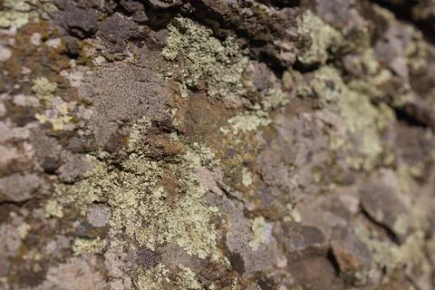 Grunge rock work pattern background with cracks and moss between them. Close up Stock Photos