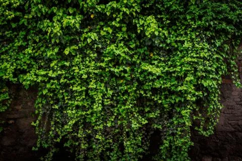 Grunge rustic brick wall with foliage 库存照片