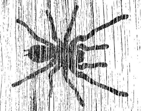 Grunge tarantula Stock Illustration
