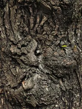 Grunge texture burls tree bark closeup Stock Photos