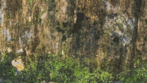 Grunge texture with moss close-up. Stock Photos