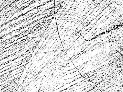 Grunge texture of a pear tree slice with cracks Stock Illustration