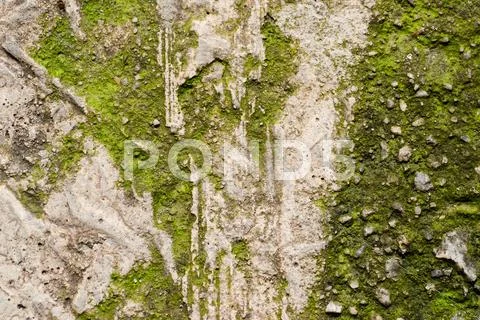 Grunge textured concrete sidewalk with green mould Stock Photos