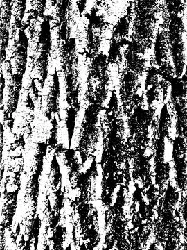 Grunge tree bark texture. Distressed overlay texture Stock Illustration