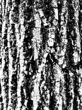 Grunge tree bark texture. Distressed overlay texture. Stock Illustration