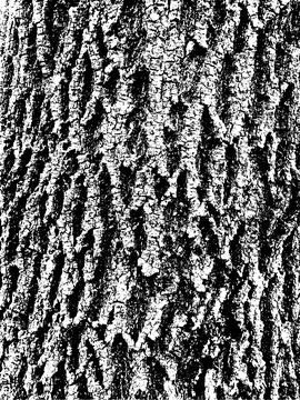 Grunge tree bark texture. Distressed overlay texture Stock Illustration