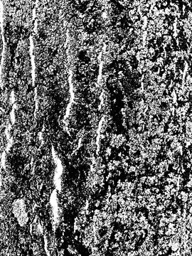 Grunge tree bark texture. Distressed overlay texture. Stock Illustration