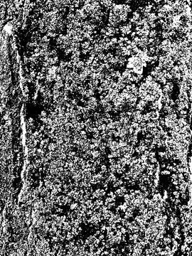 Grunge tree bark texture. Distressed overlay texture. Stock Illustration