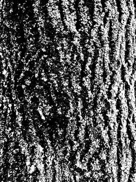 Grunge tree bark texture. Distressed overlay texture. Illustrazione stock