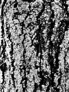 Grunge tree bark texture. Distressed overlay texture. Stock Illustration