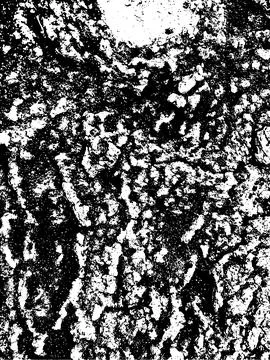 Grunge tree bark texture. Distressed overlay texture. Illustrazione stock