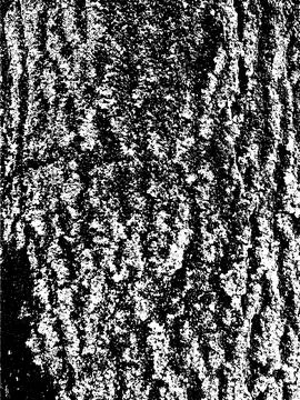 Grunge tree bark texture. Distressed overlay texture. Stock Illustration