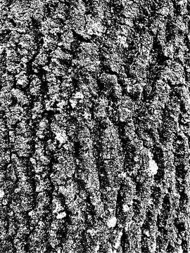Grunge tree bark texture. Distressed overlay texture. Black and white vector Stock Illustration