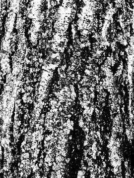 Grunge tree bark texture. Distressed overlay texture. Black and white vector Stock Illustration