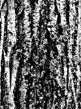 Grunge tree bark texture. Distressed overlay texture. Black and white vector Stock Illustration