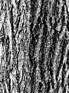 Grunge tree bark texture. Distressed overlay texture. Black and white vector Stock Illustration