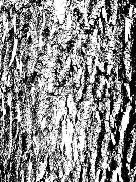 Grunge tree bark texture. Distressed overlay texture. Black and white vector Stock Illustration