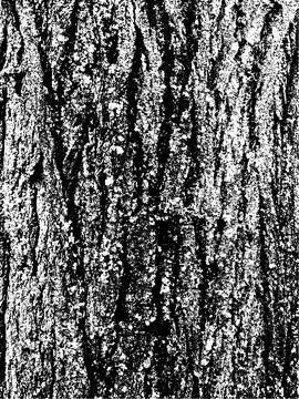 Grunge tree bark texture. Distressed overlay texture. Black and white vector Stock Illustration