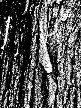 Grunge tree bark texture. Distressed overlay texture. Black and white vector Stock Illustration