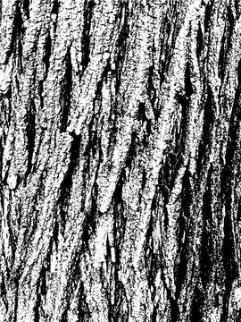 Grunge tree bark texture. Distressed overlay texture. Black and white vector Stock Illustration