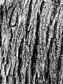 Grunge tree bark texture. Distressed overlay texture. Black and white vector Illustrazione stock