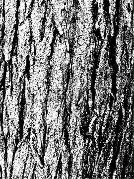 Grunge tree bark texture. Distressed overlay texture. Black and white vector Stock Illustration