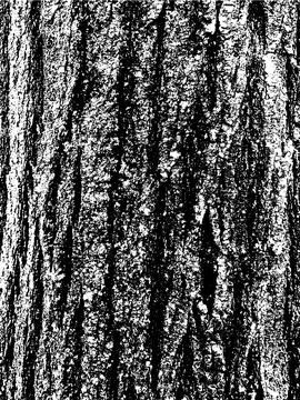 Grunge tree bark texture. Distressed overlay texture. Black and white vector Stock Illustration