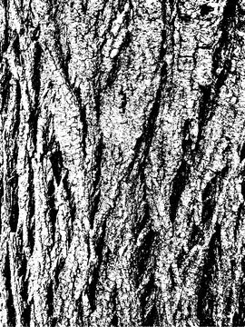 Grunge tree bark texture. Distressed overlay texture. Black and white vector Stock Illustration