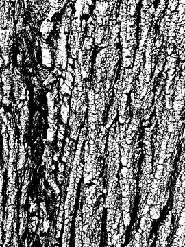 Grunge tree bark texture. Distressed overlay texture. Black and white vector Illustrazione stock