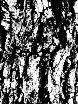 Grunge tree bark texture. Distressed overlay texture. Black and white vector Stock Illustration