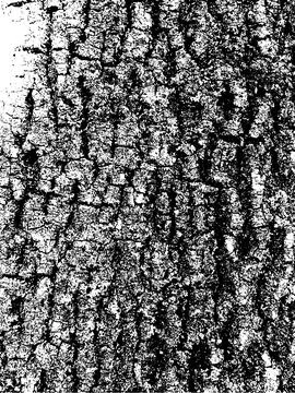 Grunge tree bark texture. Distressed overlay texture. Black and white vector Stock Illustration