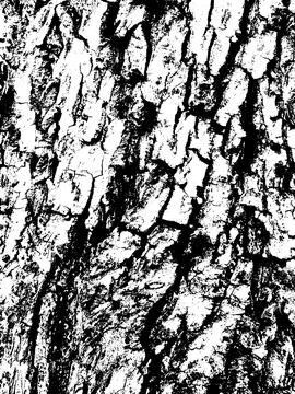 Grunge tree bark texture. Distressed overlay texture. Black and white vector Stock Illustration