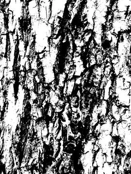 Grunge tree bark texture. Distressed overlay texture. Black and white vector Stock Illustration