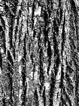 Grunge tree bark texture. Distressed overlay texture. Black and white vector Stock Illustration
