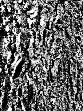 Grunge tree bark texture. Distressed overlay texture. Black and white vector Stock Illustration