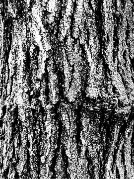 Grunge tree bark texture. Distressed overlay texture. Black and white vector Stock Illustration