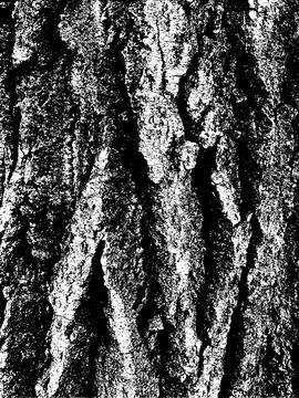 Grunge tree bark texture. Distressed overlay texture. Black and white vector Stock Illustration