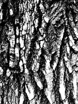Grunge tree bark texture. Distressed overlay texture. Black and white vector Stock Illustration