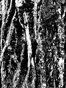 Grunge tree bark texture. Distressed overlay texture. Black and white vector Stock Illustration