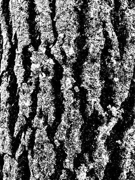 Grunge tree bark texture. Distressed overlay texture. Black and white vector Stock Illustration