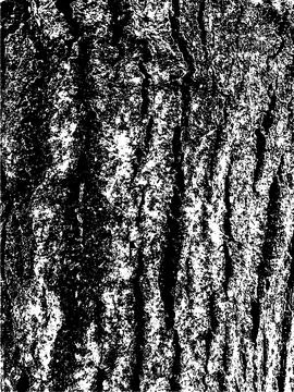 Grunge tree bark texture. Distressed overlay texture. Black and white vector Stock Illustration