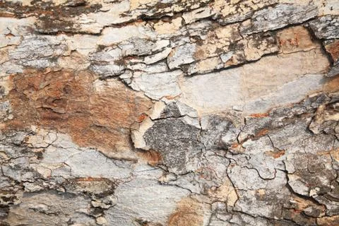 Grunge tree bark texture Stock Photos