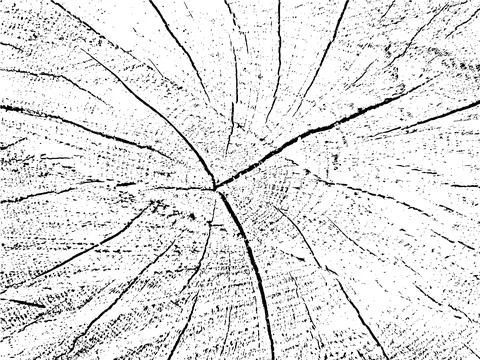 Grunge vector texture of a cherry cross-section Stockillustratie