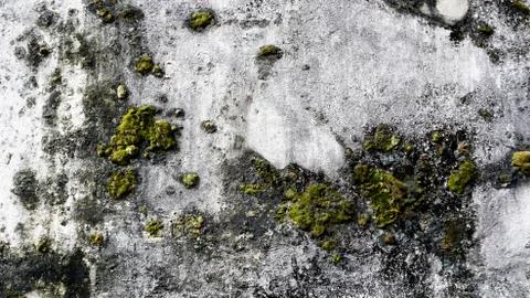 Grunge wall texture with moss Stock Photos